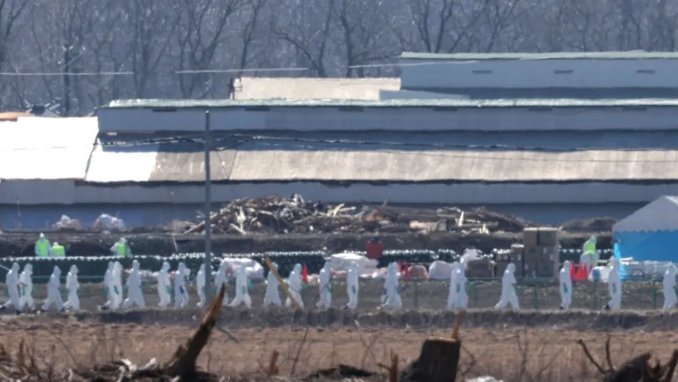 Epidemie aviară Japonia/ Profimedia