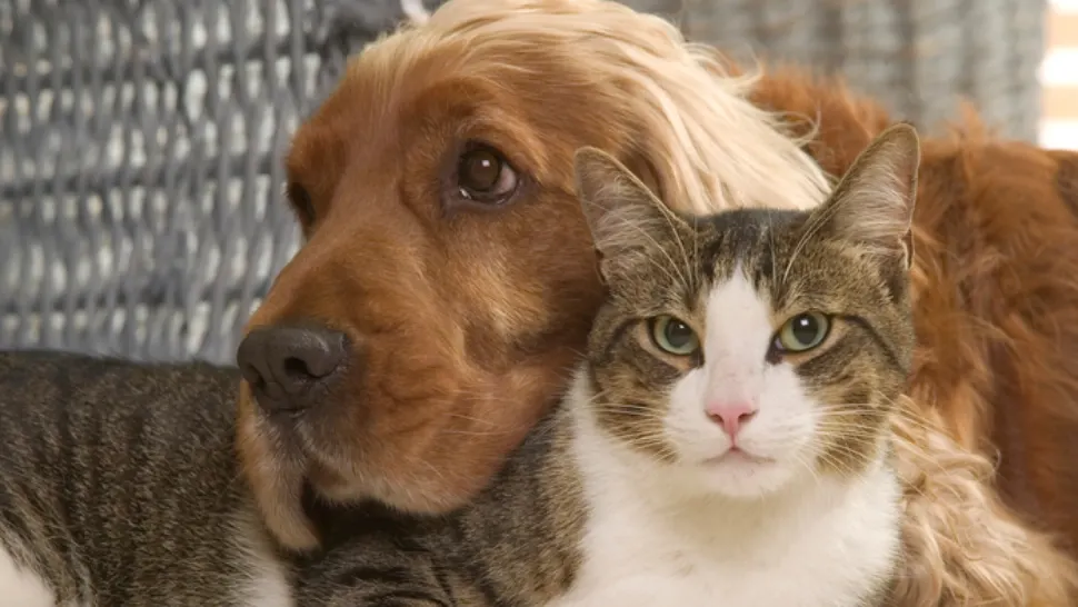 Premieră juridică în România și Europa: Un animal de companie e ființă vie, nu bun mobil - Un câine, încredințat soției într-un partaj, similar copiilor