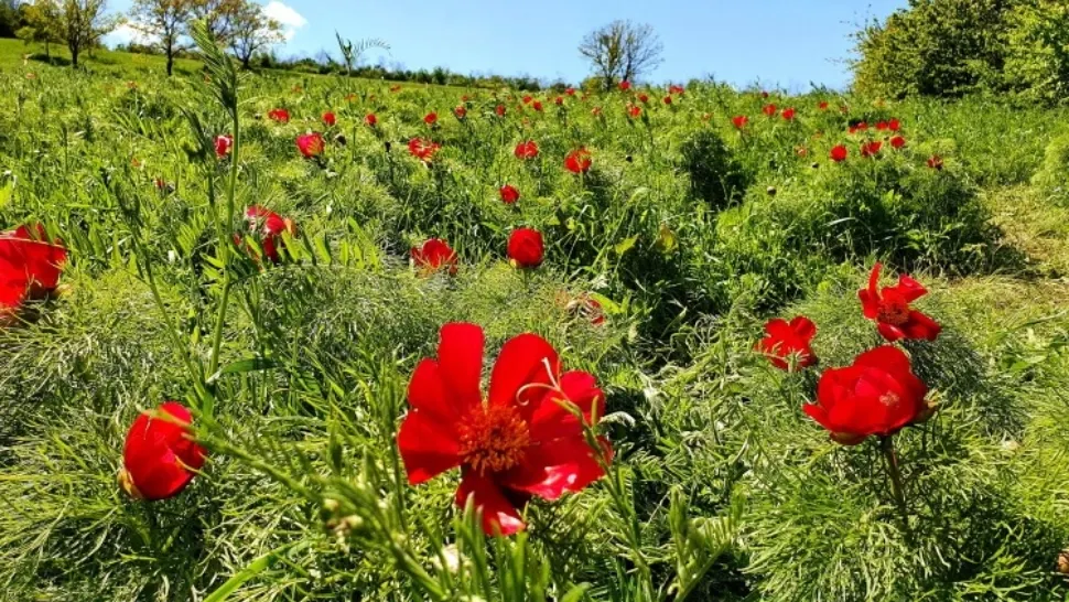 Câmp de bujori, floare protejată de lege, distrus cu tractorul - VIDEO
