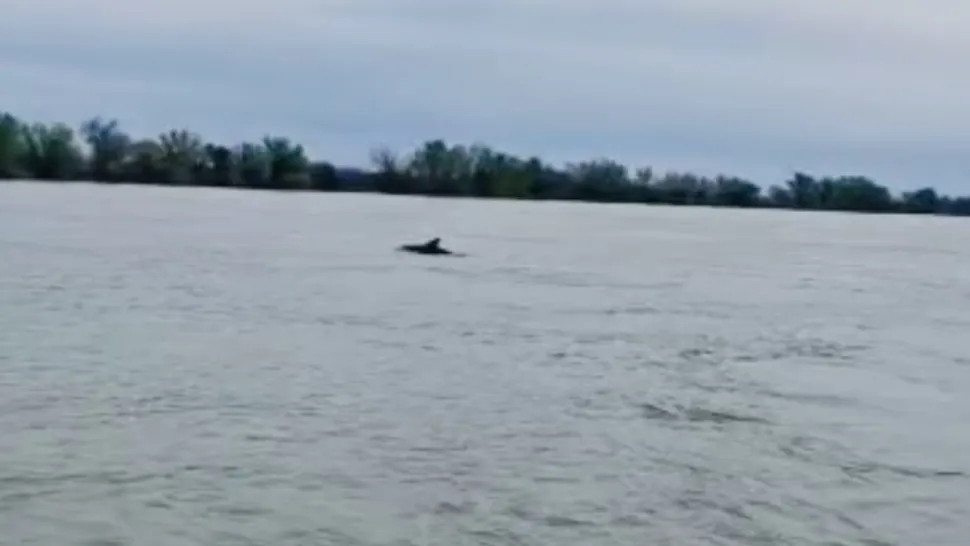 Inedit: Delfinii au ajuns în Dunăre! VIDEO cu prietenoasele cetacee jucându-se pe brațul Sulina