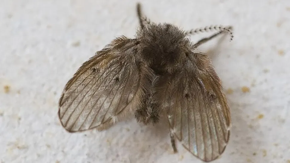 Specie nouă de muscă, pe litoralul românesc - pericol uriaș la malul mării