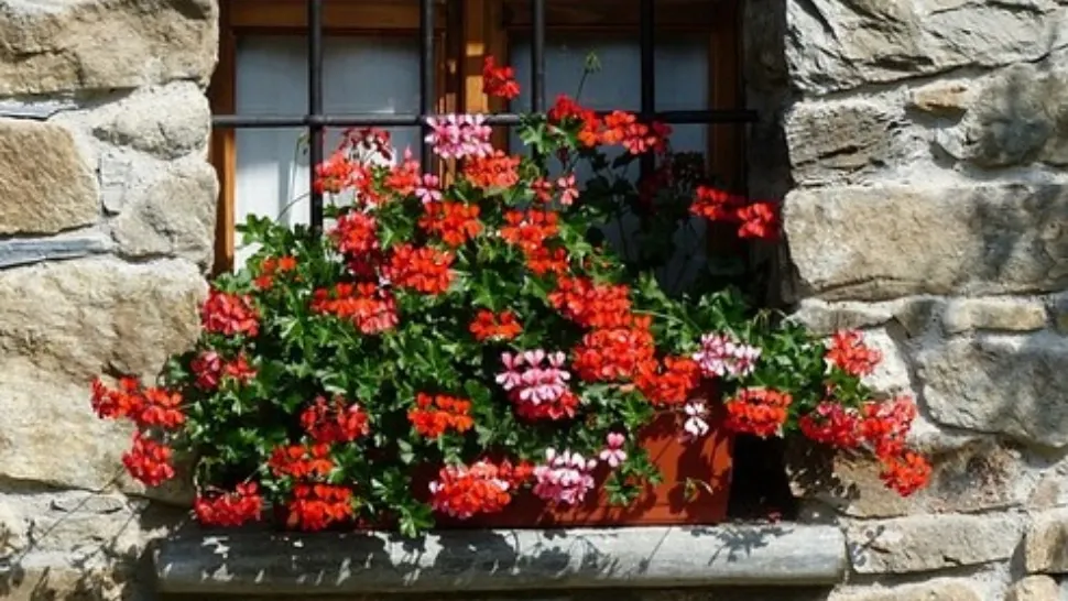 Vrei să ai mușcate de invidiat în balcon? Urmează aceste sfaturi simple, ieftine și de efect - asigură o înflorire rapidă
