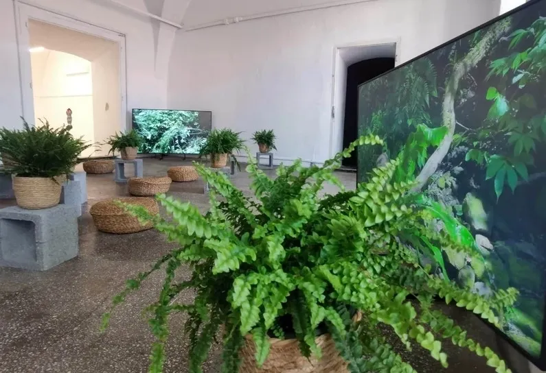 Care sunt plantele care atrag sărăcia și ghinionul în casă. Foto/Arhivă
