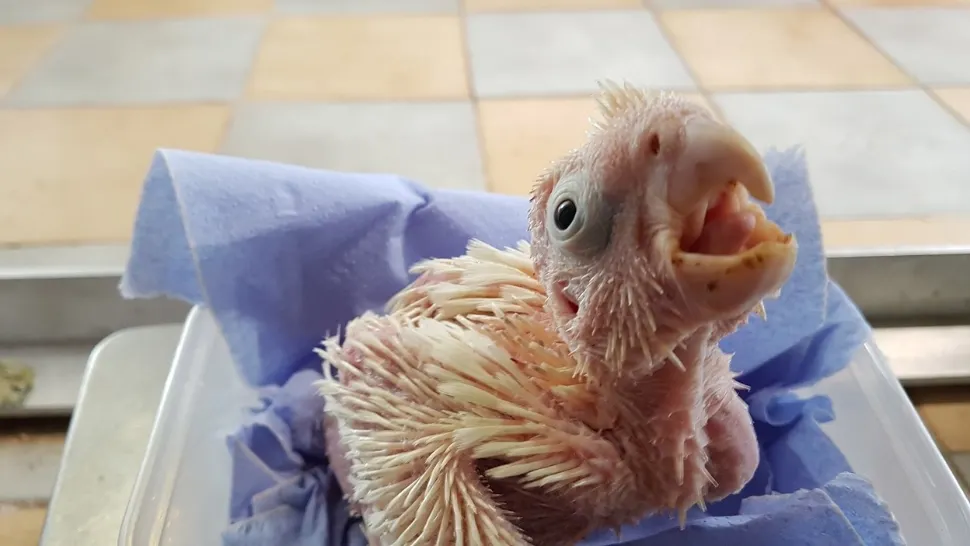 De ce ne plac animalele urâte? Studiul care demolează toate prejudecățile