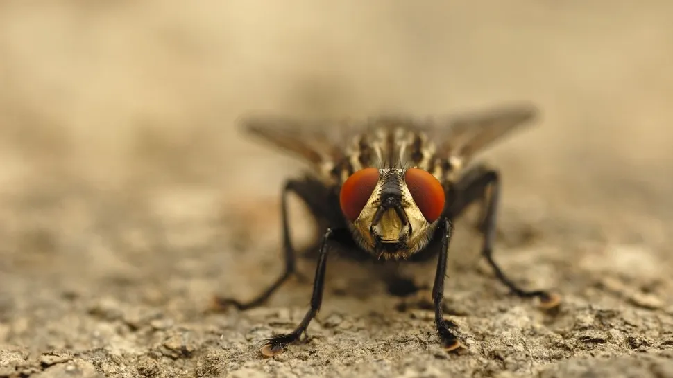 INSECTELE îi bagă în sperieți pe români. Un bărbat a ajuns la spital, în stare gravă