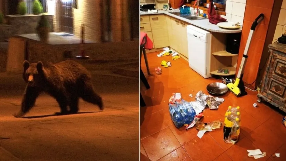 Un urs a făcut prăpăd într-o casă de vacanță din Predeal. A mâncat tot ce a găsit și a răscolit lucrurile prin dormitoare - VIDEO