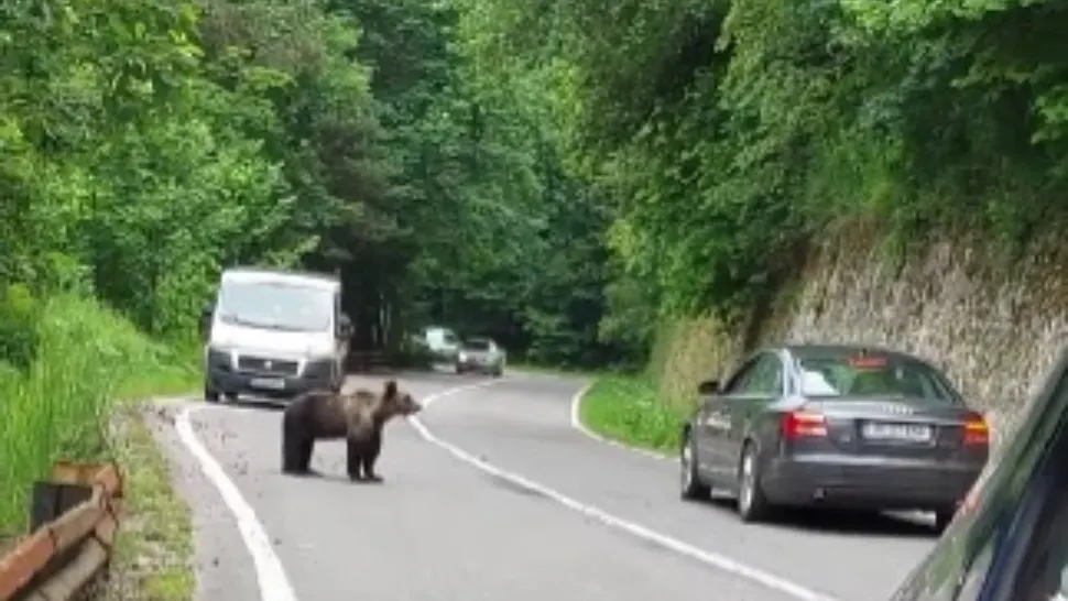 Urs stropit cu spray lacrimogen, pe Transfăgărășan. Val de reacții la adresa șoferului: Ești mai mai animal decât animalul! VIDEO