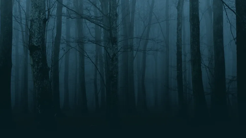 Pădure înfricoșătoare/ Foto: unsplash.com