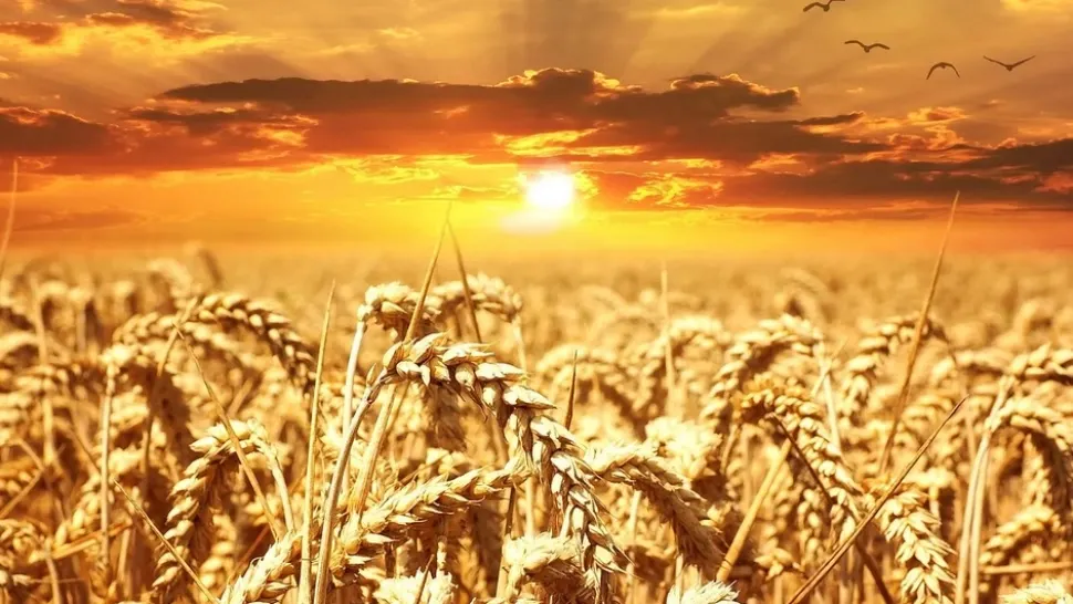 Val de aer saharian peste România: informare meteo de caniculă și disconfort termic accentuat. Zonele afectate de arșiță