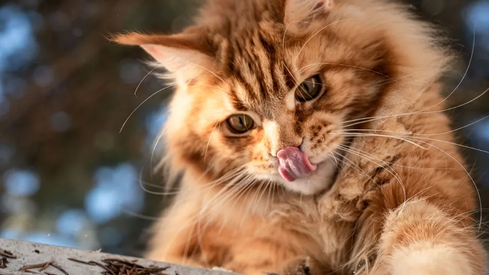 Firele din blana de la animale pot fi periculoase pentru tractul digestiv, dacă sunt înghițite în cantități mari 