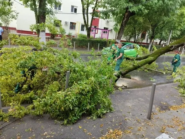 Vântul puternic din weekendul trecut a doborât copaci, inclusiv în București