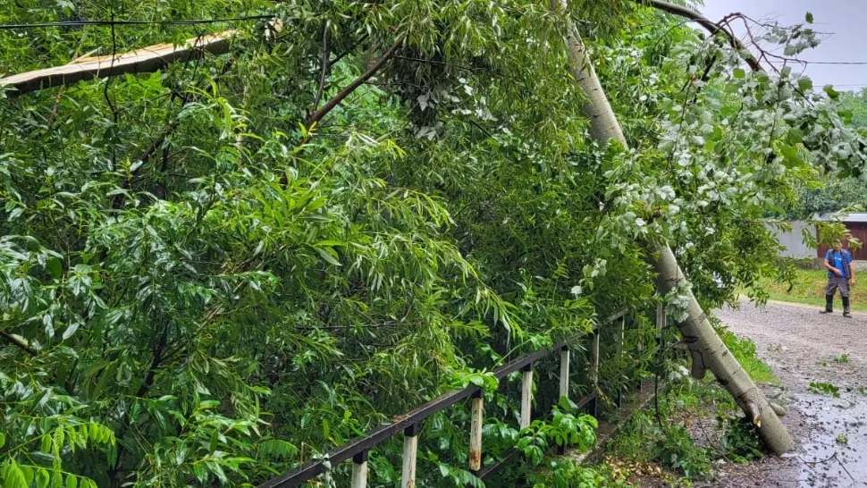 Urmări devastatoare după furtuna din Caraș Severin. Pădure „măturată” de tornadă, copaci trântiți și smulși