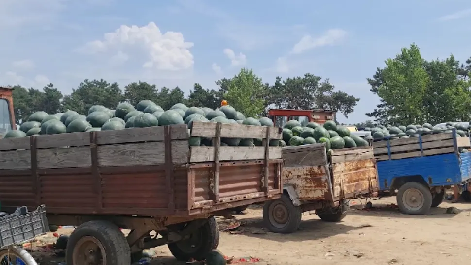 Pepenii de Dăbuleni au ajuns în piețe