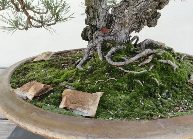 Pune un pliculeț de ceai folosit în ghiveciul cu plante. Vei vedea efectul fabulos după 3 zile