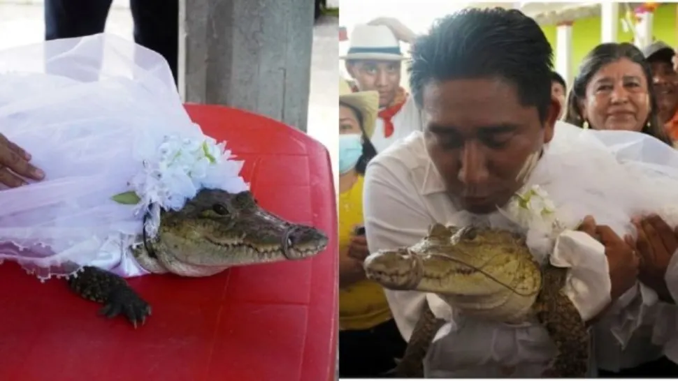 Un primar s-a însurat cu un crocodil. Cel mai dificil a fost momentul sărutului - VIDEO