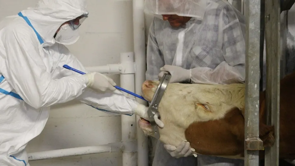 Antraxul apare la bovine și este foarte gravă pentru oameni (foto: Profimedia)