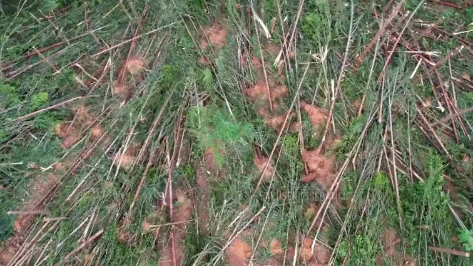 Tornadă în Apuseni. O pădure a fost culcată la pământ, în Alba - imagini VIDEO apocaliptice