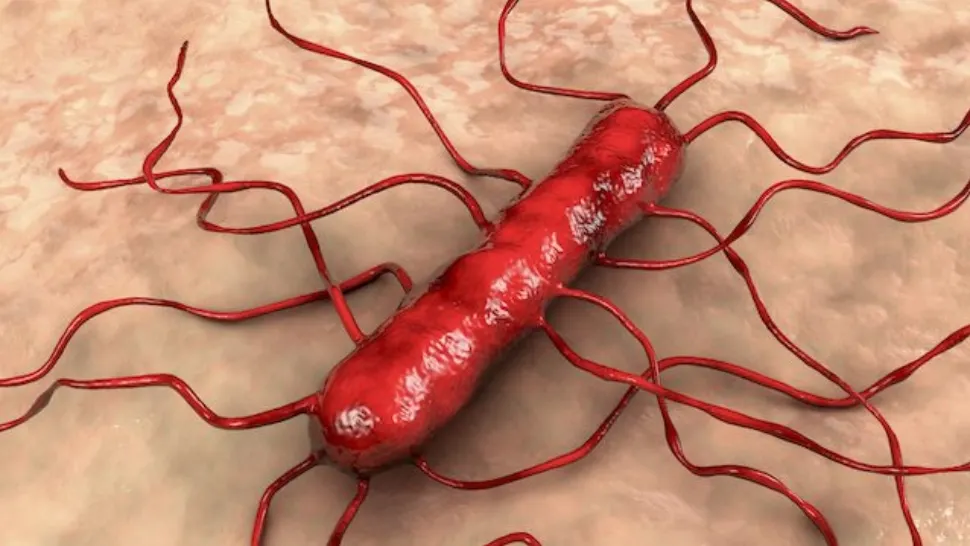 Alertă alimentară: LISTERIA face primele victime: 3 morți după ce au băut milkshake - Simptomele infecției bacteriene