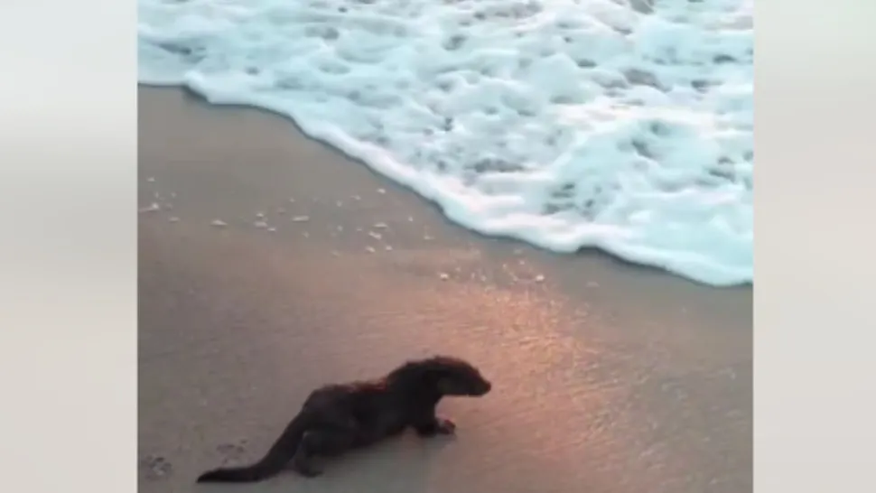 Vidră plajă Eforie Nord/ Captură video Facebook Eforie Online