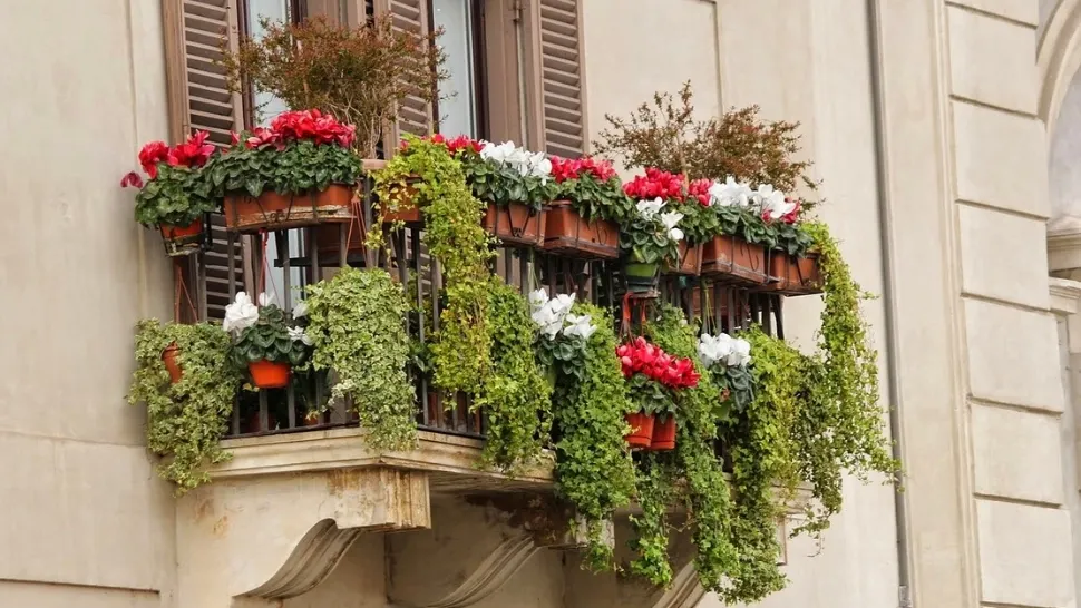 Amestecul pe care trebuie să-l pui în ghiveci pentru o înflorire rapidă. Trucul simplu care îți transforma balconul într-o grădină