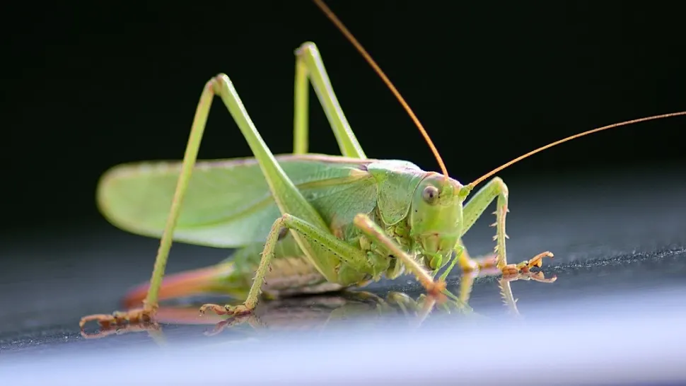 Insectele, adăugate în din ce în ce mai multe produse