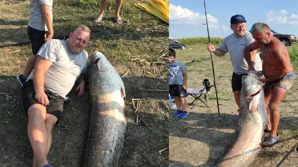 Operațiunea "Monstrul" de Botoșani. Cum arată un pește de 70 de kilograme? - VIDEO