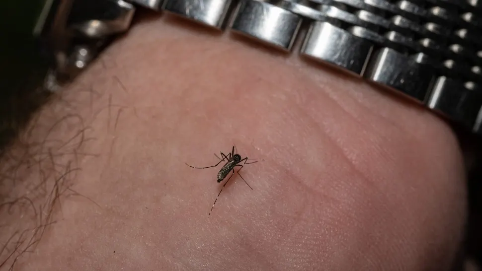 Țânțarul care provoacă infecția cu virusul West Nile. Foto: Profimedia
