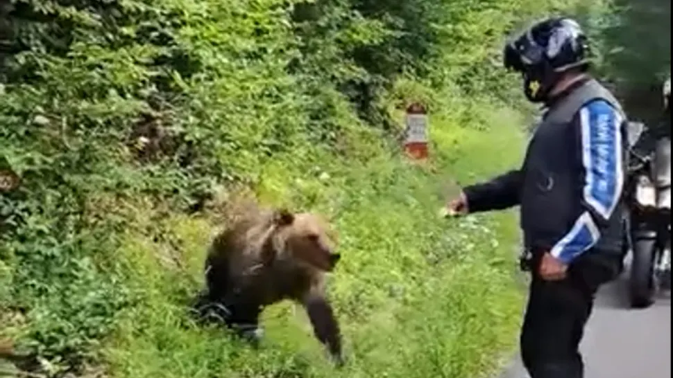 Motociclist atacat de URS, pe Transfăgărășan. Gestul inconștient cu care l-a provocat pe animal - VIDEO