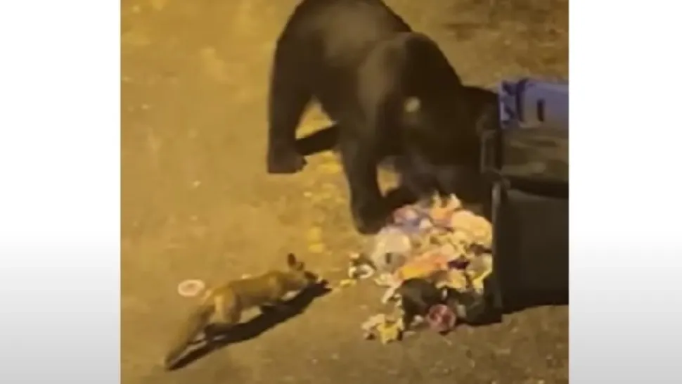 Ursul nu mai e păcălit de vulpe - Își împart mâncarea din pubele de gunoi, pe o stradă din Păltiniș - Imagini virale
