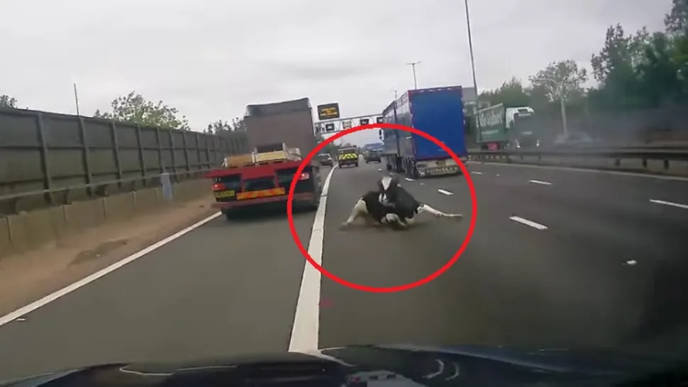 Momentul în care vaca aterizează pe contrasens pe autostrada. Foto: Captură YouTube