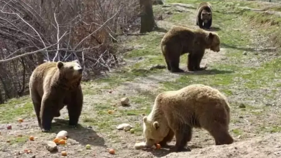 URȘII, tot mai aproape de oameni, în căutare de hrană - Invazie masivă în orașe, animal chiar lângă București