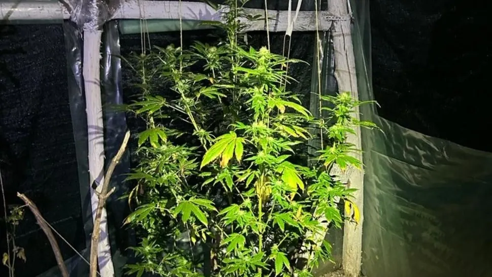 Un profesor din Bacău și-a făcut o seră specială de cultivat canabis