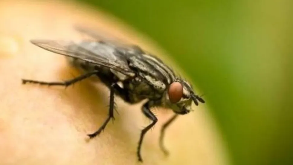Ce trebuie să pulverizezi prin casă pentru a scăpa de muște. Acest amestec natural și puternic le ține la distanță