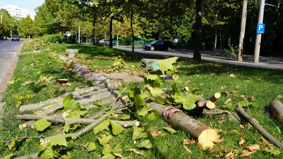 Copacii tăiați de primaria lui NIcusor Dan, fără să anunțe Primăria Sectorului 3