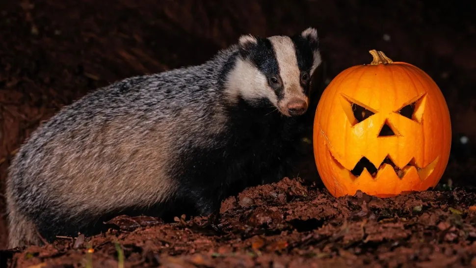 Cum alegi dovleacul perfect de Halloween. Trucuri cu care nu dai greș niciodată