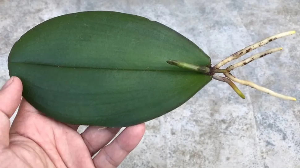 Cum înmulțești orhideea prin frunze: trucul prin care se prinde rapid și garantează înflorirea