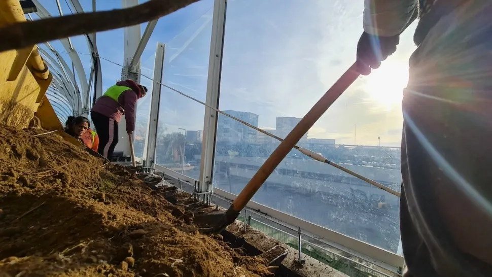Se plantează arbori la Pasajul Europa Unită, care devine, astfel, un bulevard verde
