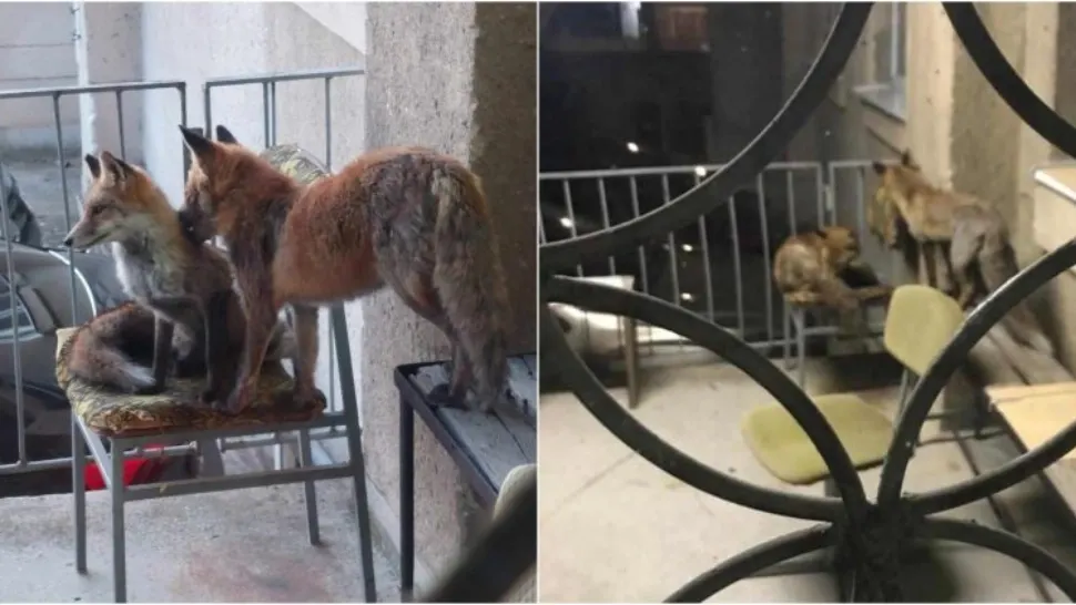 Balcon transformat în culcuș de o pereche de vulpi. Foto/Alba24