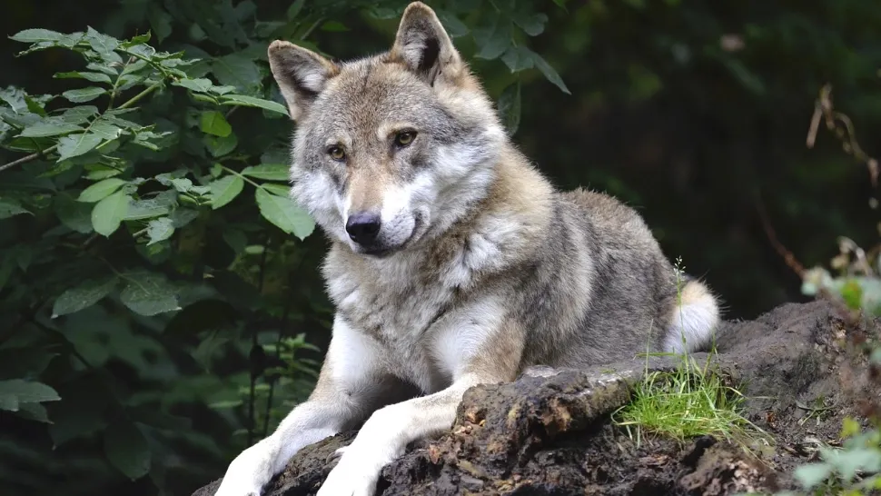 Primul hibrid lup-câine a fost descoperit în Carpaţii Meridionali. Foto ilustrativ