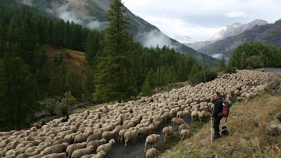 Transhumanța a fost inclusă în patrimoniul imaterial UNESCO al umanității - România, alături de alte 9 țări