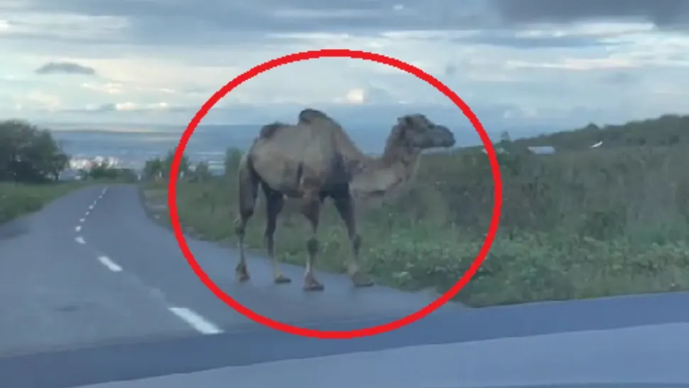 Cămilă/ Captură video TikTok