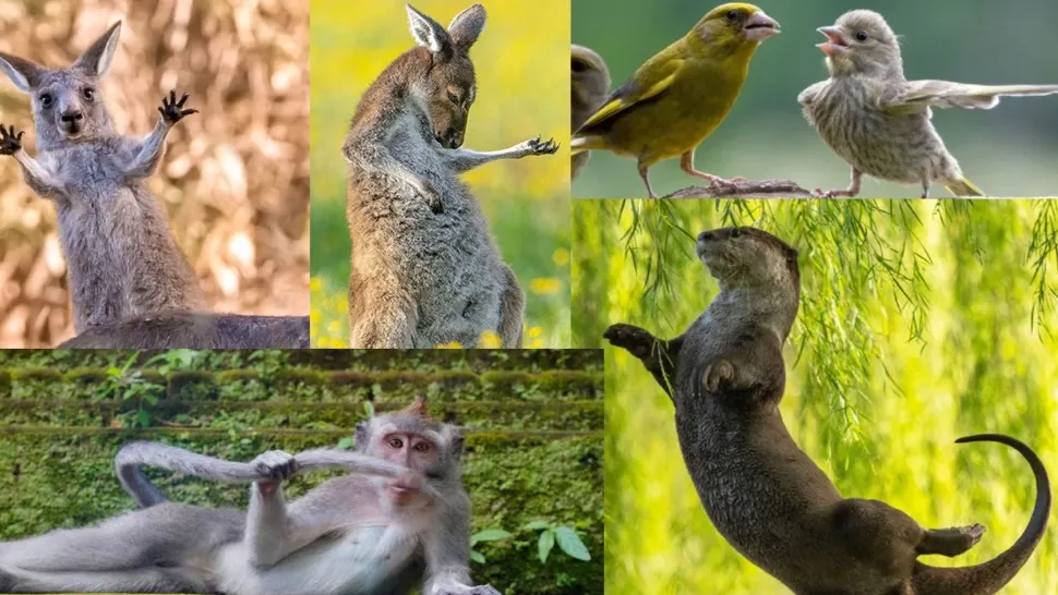 Cele mai haioase poze cu animale de anul acesta au fost premiate. Foto: C|olaj ComedyWildlife