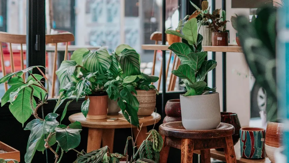 Plante apartament/ Foto: unsplash.com