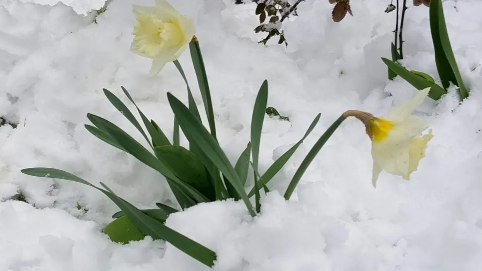 Care sunt cele mai rezistente plante la frig. Foto/Profimedia