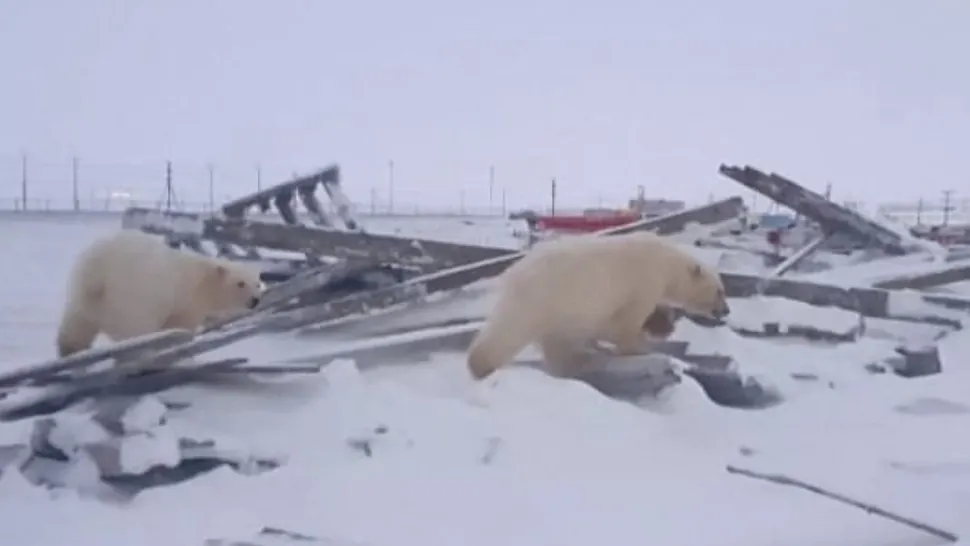 Urșii din Siberia nu pot hiberna din cauza temperaturii anormal de mari și se plimbă precum zombi 