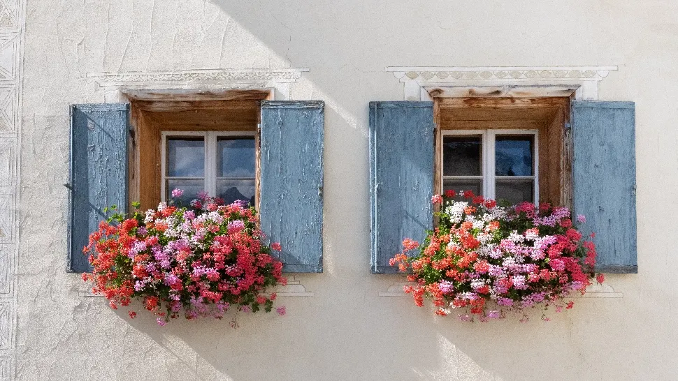 De ce se pune pastă de dinți la florile din ghiveci. Doar grădinarii experimentați cunosc acest truc / Foto: unsplash.com
