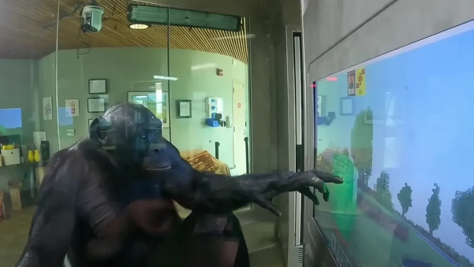 Kanzi a învățat 6 luni, iar apoi a terminat jocul Minecraft. Foto/Captură video