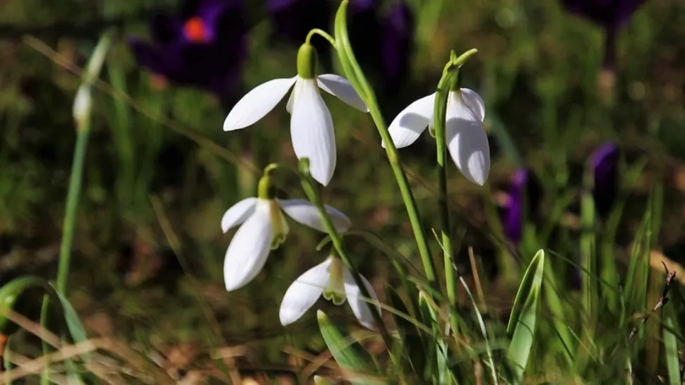 Prognoza meteo 30 ianuarie. Gerul nu se lasă dus, însă în anumite regiuni se instalează deja primăvara