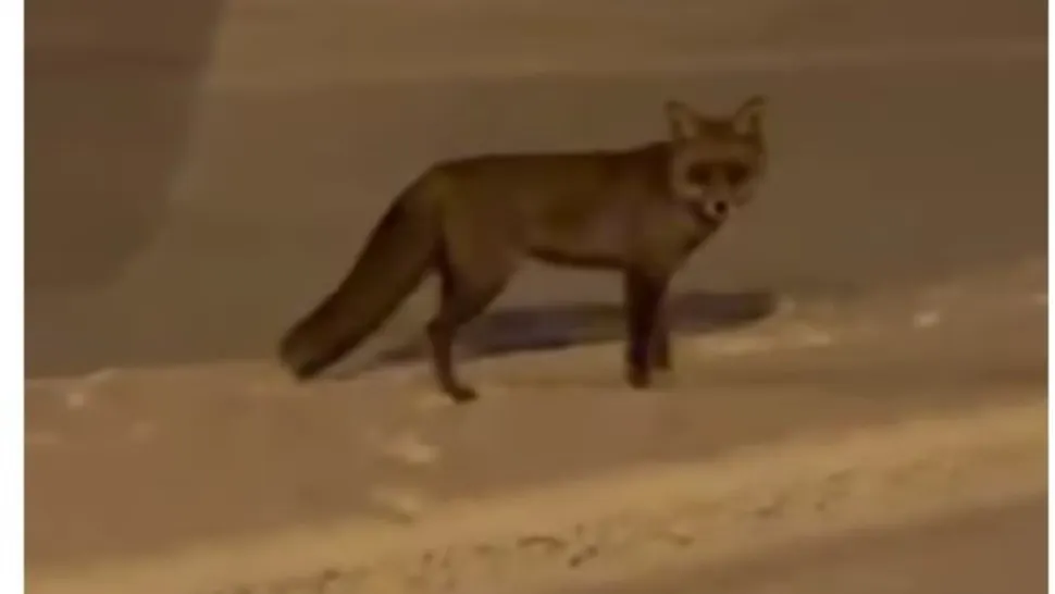 Vulpe surprinsă în centrul Sibiului. Foto/Captură video