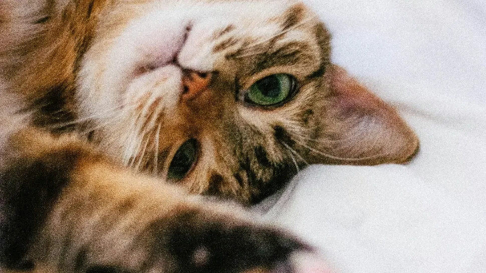 Zonele unde nu le place pisicilor să fie mângâiate. Mulți fac această greșeală/ unsplash.com